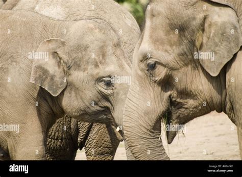 Elephants at Chester Zoo England Stock Photo - Alamy