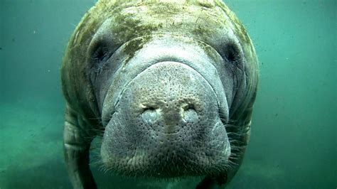 Meet the man with the welfare of the African manatee at heart