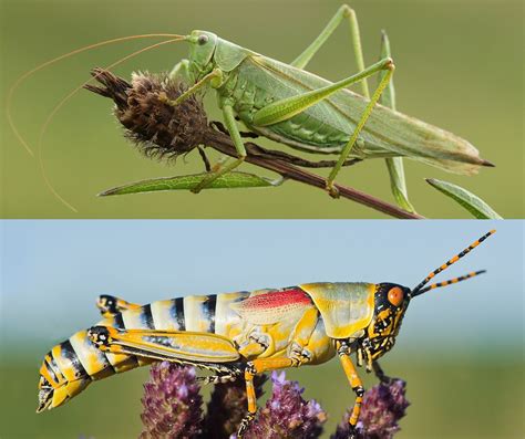 What’s the Difference Between a Grasshopper and a Cricket? | Britannica