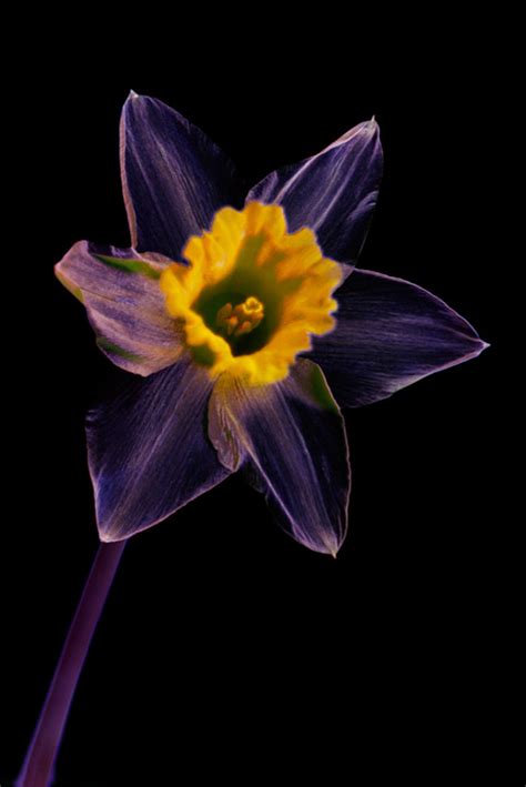 Multispectral Daffodil · David Kennard Photography