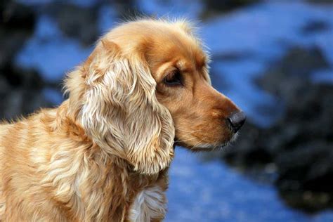 The Golden Cocker Retriever - Your Ultimate Breed Information Guide | Your Dog Advisor