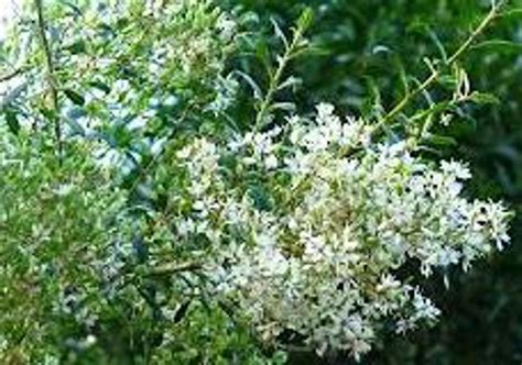 Bursaria spinosa | Wholesale Nursery - Nurseries in Melbourne, Sydney ...