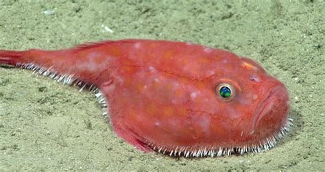 20 Incredible Photos Of Life Deep In The Gulf Of Mexico