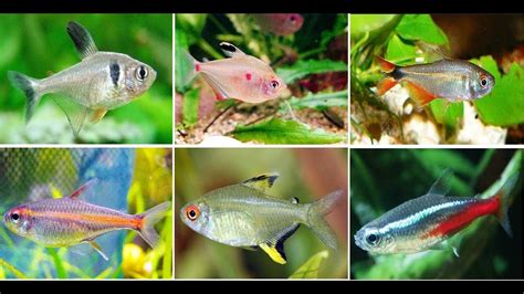 Different Types Of Tetra Fish Tetra Fish Varieties | atelier-yuwa.ciao.jp