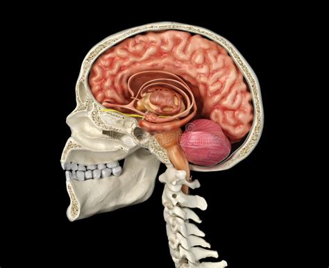 Human Skull Cross Section with Brain Stock Illustration - Illustration of anatomical, bone ...