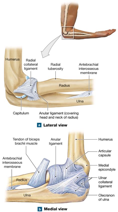 9.5: The elbow and knee are both hinge joints | Joints anatomy, Hand anatomy, Head and neck