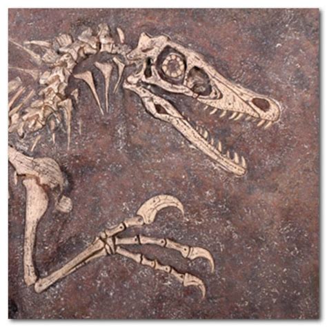 Velociraptor Fossil Dig - without sides - Natural Sculptures