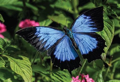 ULYSSES SWALLOWTAIL – PAPILIO ULYSSES | The Bribie Islander