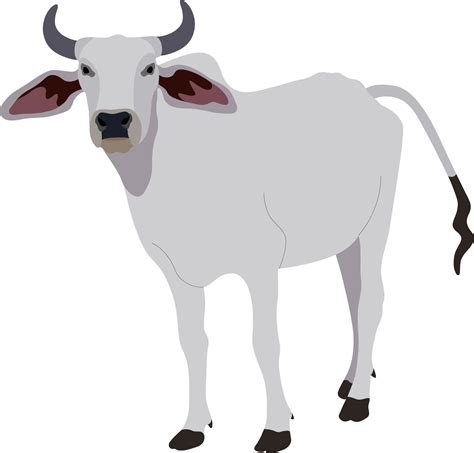 Zebu bull. Brahman cattle. Vector illustration. White male Indian cow. A symbol for Indian ...