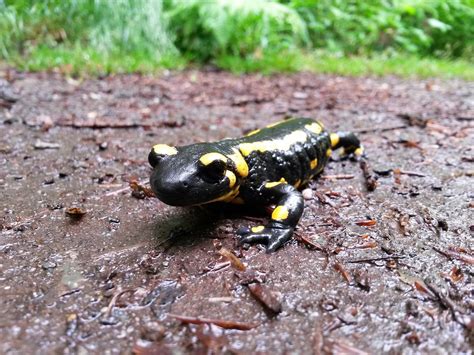 Fire Salamander - Free photo on Pixabay - Pixabay