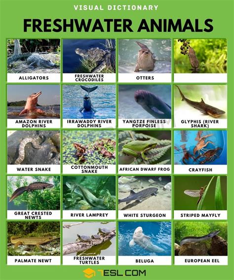 Freshwater Animals Names with Facts • 7ESL | Fresh water, Animals name ...