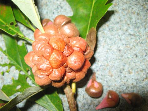 galls on oak – PlantDOC