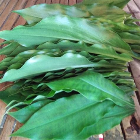 Fresh Dried Insulin Plant Leaves / Insulin Plant / FIery | Etsy