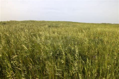 Mediterranean Native Vegetation Stock Photo - Image of portuguese ...