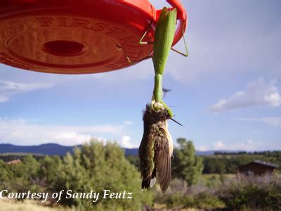 Hummingbird Predators. Believe it or not!