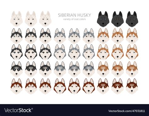 Siberian husky clipart all coat colors set Vector Image