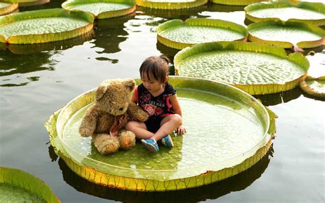 Giant Lily Pads located at Shuangxi Park in Taipei, Taiwan : r ...