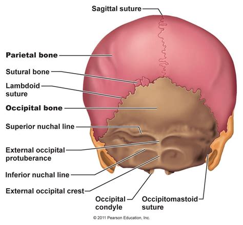 posterior skull view | Axial skeleton, Skull anatomy, Anatomy bones