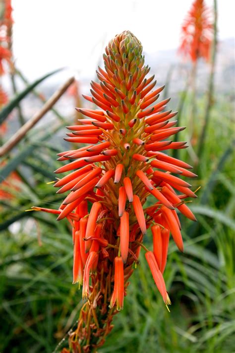 Aloe vera plant care: tips for growing aloe plants | Gardeningetc