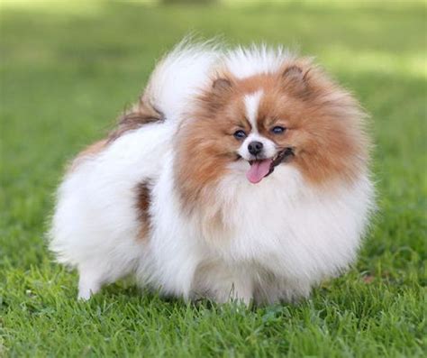 Types of Pomapoo Colors – With Pictures!