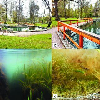 (a) Thermal water bodies of Miskolctapolca, (b) Békás Pond, (c)... | Download Scientific Diagram