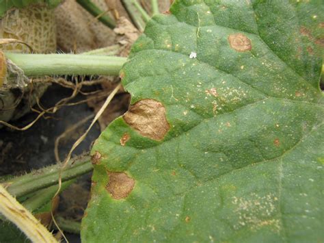 Anthracnose of Cantaloupe