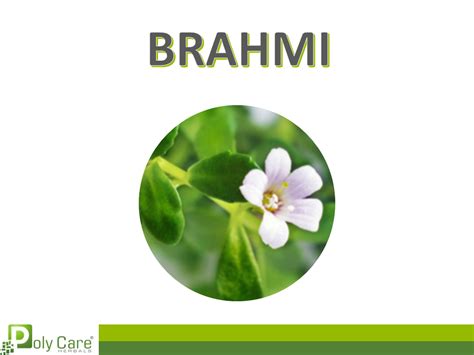 Brahmi - Memory Enhancer - A Natural Herb for all