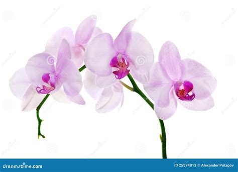 Light Pink Orchid Flower Branch On White Stock Photos - Image: 25574013