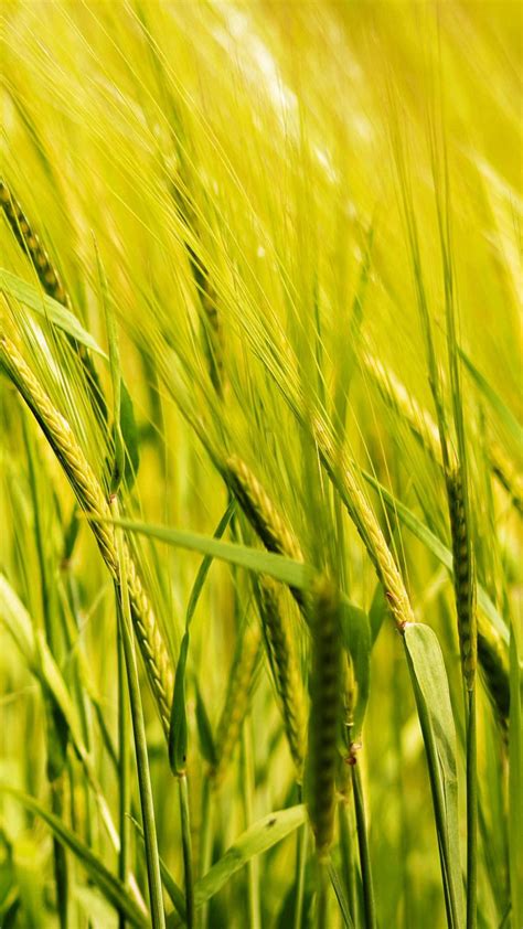 Closeup View Of Green Wheat Ear Field Blur Background 4K HD Nature Wallpapers | HD Wallpapers ...