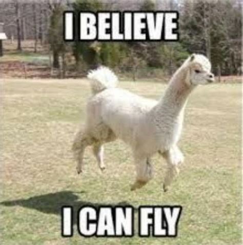 19 Hilarious Llama Pics And Memes | Animal captions, Funny llama, Funny animal pictures