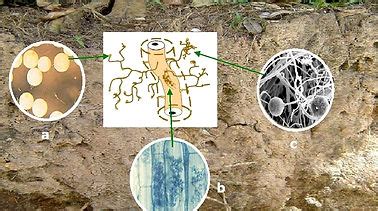 Microbiología del Suelo | ciencias-del-suelo