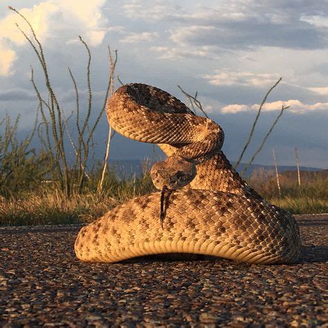 24 Wildlife of Big Bend ideas | big bend national park, big bend, wildlife