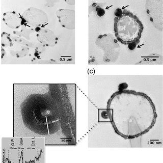 S-layer structure of Sulfolobus acidocaldarius from cryoTEM ...