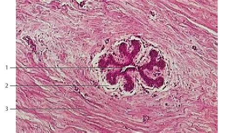 De Histology: Mammary Gland (Histology)