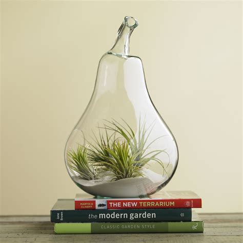 Air Plant Terrariums - The Green Head