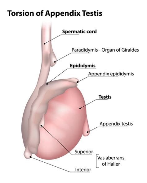 Appendix Testis: Over 2 Royalty-Free Licensable Stock Vectors & Vector Art | Shutterstock