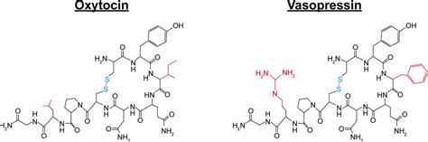 Vasopressin Structure