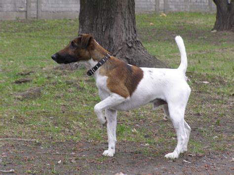 Smooth Fox Terrier - Puppies, Rescue, Pictures, Information, Temperament, Characteristics ...