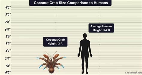 Coconut Crab Size & Facts: Strength in Contrasting with Other Crabs 2024