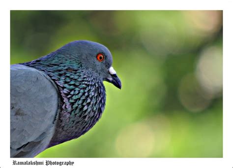 Cooing Pigeon / பக்கூம்... பக்கூம்... | Flickr - Photo Sharing!