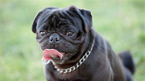 221 Of The Best Black Pug Names For Males And Females