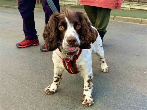 Training a Cocker Spaniel, success story - The Confident K9