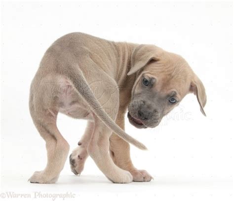 Dog Tail Indicates Breed: What is your Dog Tail Shape?