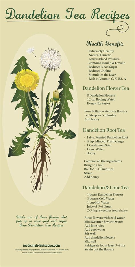 Dandelion Tea Health Benefits And Recipes You Need To Try Infographic