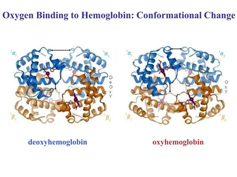 PPT - Hemoglobin: Quaternary Structure PowerPoint Presentation, free download - ID:5686835