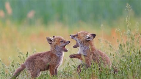 Fox Cubs – Bing Wallpaper Download