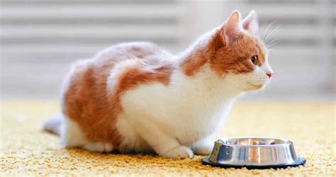 12 Best Diabetic Cat Foods of 2022 - We Love Cats and Kittens