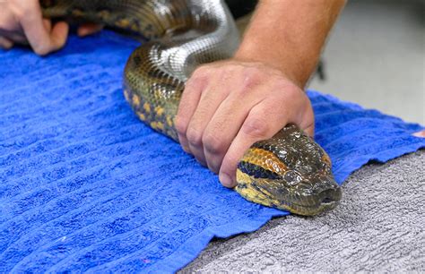 Adelaide Zoo Anaconda slithers through health check with ease