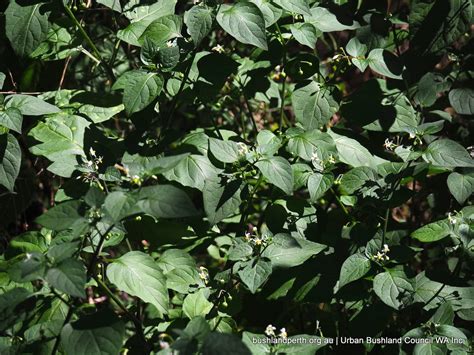 Black Berry Nightshade - Urban Bushland Council WA