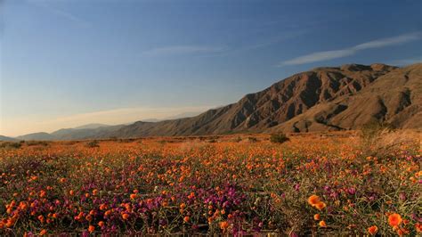 Anza-Borrego Desert State Park — Park Review | Condé Nast Traveler